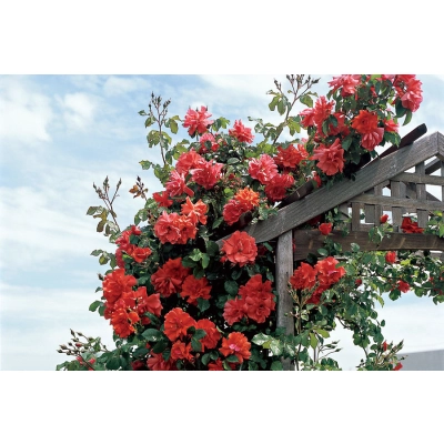 Róża pnąca Rosa arvensis "Pomarańczowa Stożek"