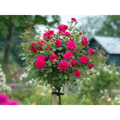 Róża na pniu, sztamowa, pienna  rose "Czerwona Mini"