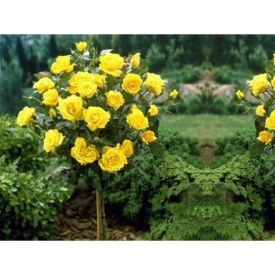 Róża na pniu, sztamowa, pienna  rose "Żółta Duży Kwiat"