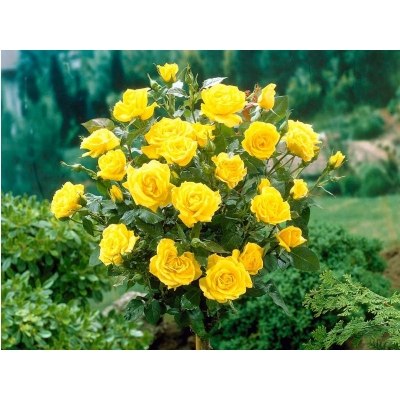 Róża na pniu, sztamowa, pienna  rose "Żółta Pachnąca"