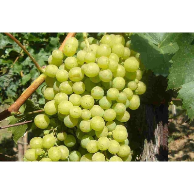 Winorośl, winogron Vitis 'A1704 Bezpestkowa Biała'