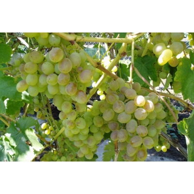 Winorośl, winogron Vitis "Riesling Biały"