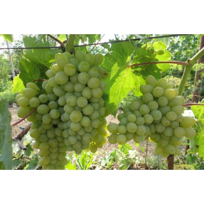 Winorośl, winogron Vitis "Sibera Biały'