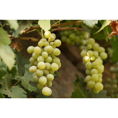Winorośl, winogron Vitis "Suwile Biały"