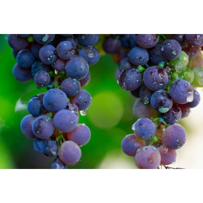 Winorośl, winogron Vitis "Zilga Niebieski"
