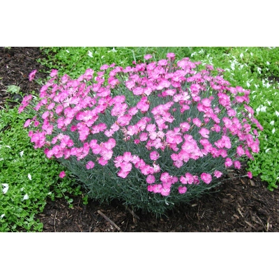 Goździk, Dianthus gratianopolitanus "Różowy"