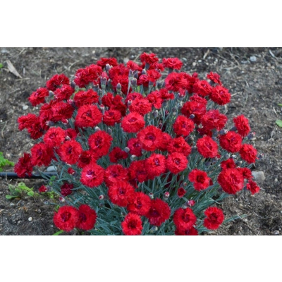 Goździk, Dianthus gratianopolitanus "Czerwony"