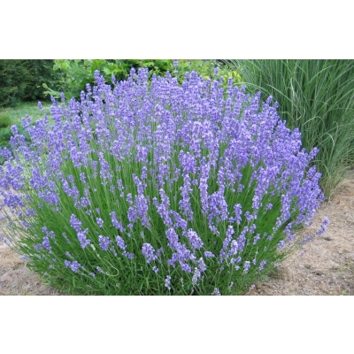 Lawenda Lavandula "Silver Mist"
