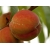 Brzoskwinia Prunus persica 'Harnaś'