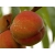 Brzoskwinia Prunus persica 'Harnaś'