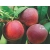 Brzoskwinia karłowa Prunus persica 'Harrow Beauty'