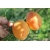 Brzoskwinia karłowa Prunus persica 'Reliance'