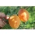 Brzoskwinia karłowa Prunus persica 'Reliance'