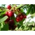 Czereśnia karłowa Prunus avium 'Burlat'