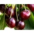 Czereśnia karłowa Prunus avium 'Buttnera'