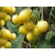 Czereśnia karłowa Prunus avium 'Biała Donis'