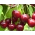 Czereśnia karłowa Prunus avium 'Karesowa'