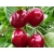 Czereśnia karłowa Prunus avium 'Karina'