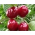 Czereśnia karłowa Prunus avium 'Napoleon'