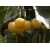 Czereśnia karłowa Prunus avium 'Drogana Żółta'