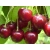 Czereśnia karłowa Prunus avium 'Kordia'