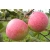 Jabłoń karłowa Malus domestica 'Cortland'