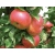 Jabłoń karłowa Malus domestica 'Fantazja'