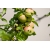 Jabłoń karłowa Malus domestica 'Grafsztynek'