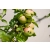 Jabłoń karłowa Malus domestica 'Grafsztynek'