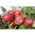 Jabłoń karłowa Malus domestica 'James Grive'