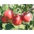 Jabłoń karłowa Malus domestica ' Jonagold Decosta'