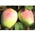 Jabłoń karłowa Malus domestica 'Idared'