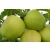 Jabłoń karłowa Malus domestica 'Kosztela'