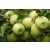 Jabłoń karłowa Malus domestica 'Miodzianka'