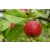 Jabłoń karłowa Malus domestica 'Titówka'