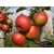 Jabłoń karłowa Malus domestica 'Genewa'