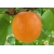 Morela karłowa Prunus armeniaca 'Early Orange'