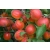 Morela karłowa Prunus armeniaca 'Harcot'