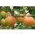 Morela karłowa Prunus armenica 'Późna z morden'