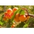 Morela karłowa Prunus armenica 'Wczesna z morden'