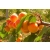 Morela karłowa Prunus armenica 'Wczesna z morden'