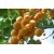 Morela karłowa Prunus armenica 'Somo'