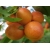 Naktaryna karłowa Prunus persica nucipersica 'Silver Lode'