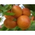 Naktaryna karłowa Prunus persica nucipersica 'Silver Lode'