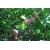 Śliwa karłowa Prunus domestica 'Renkloda Ulena'