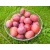Śliwa karłowa Prunus domestica 'Brzoswiniowa'