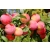 Śliwa karłowa Prunus domestica 'Królowa Wiktoria'