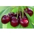 Wiśnia karłowa Prunus fruticosa 'Diament'