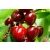 Wiśnia karłowa Prunus fruticosa 'Czerecha Grubińska'