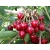 Wiśnia karłowa Prunus fruticosa 'Nadwiślanki'
